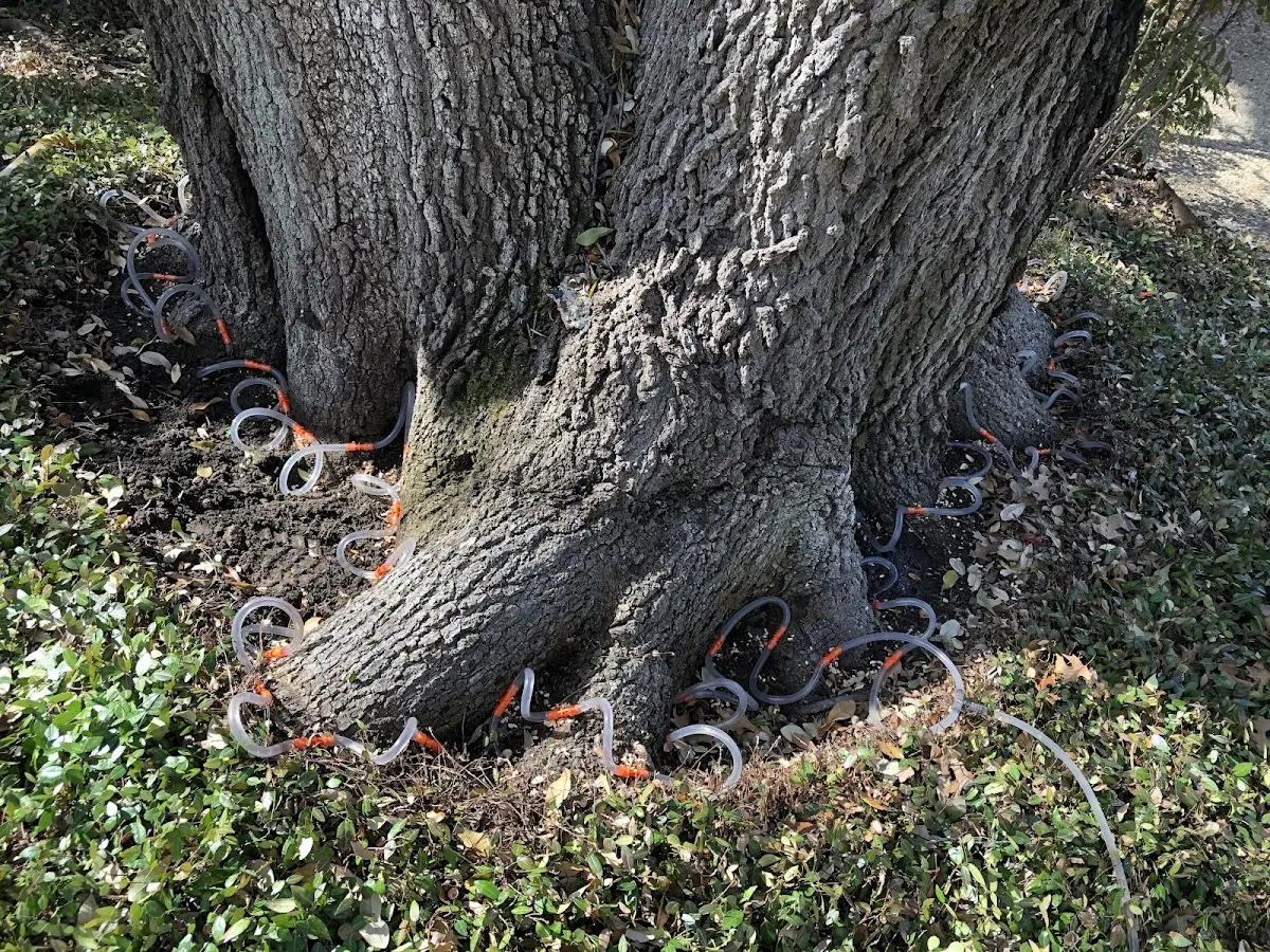 Detailed Tree Cabling and Bracing job site in Bethpage