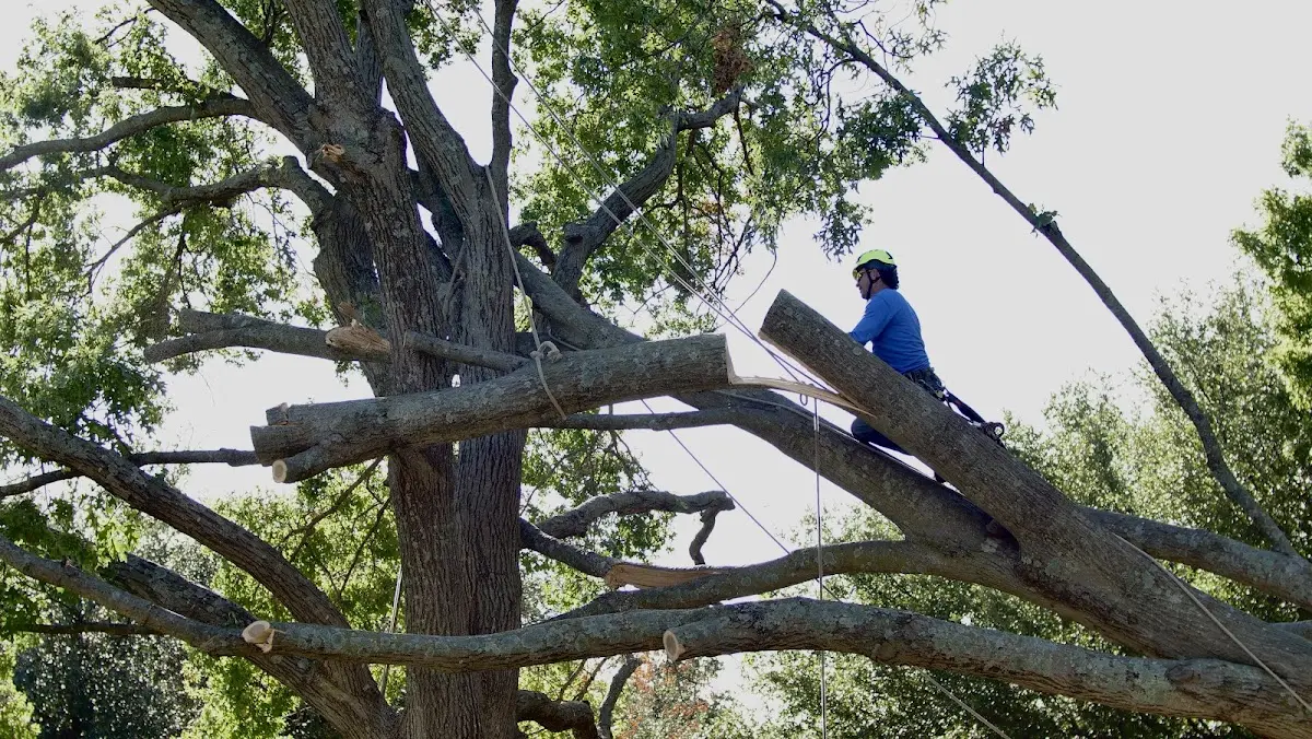 Professional Crown Thinning performed by certified arborists in Bethpage