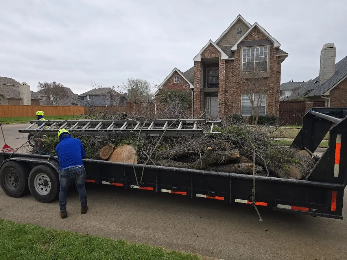 Expert Deadwooding with proper safety equipment in Bethpage